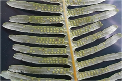 Dicranopteris linearis